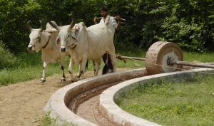 fotografía india vacas